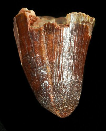 Cretaceous Fossil Crocodile Tooth - Morocco #44291